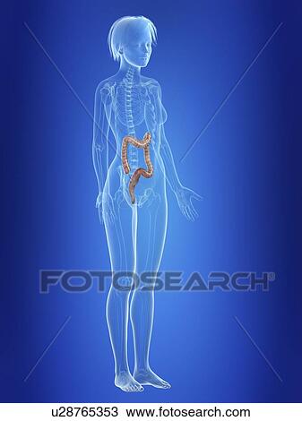Illustration of a woman's colon. View Large Photo Image Stock Image - Illustration of a woman's colon.. Fotosearch