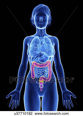 Stock Image - Illustration of a woman's colon.. Fotosearch