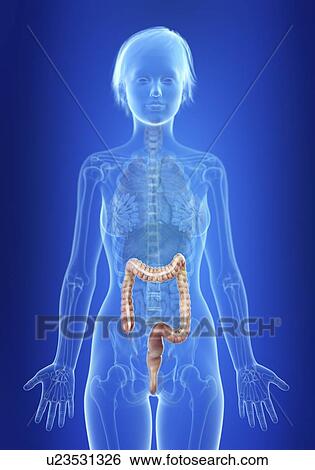 Illustration of a woman's colon. View Large Photo Image Stock Photograph - Illustration of a woman's colon.. Fotosearch