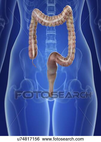 Stock Photograph - Illustration of a woman's colon.. Fotosearch