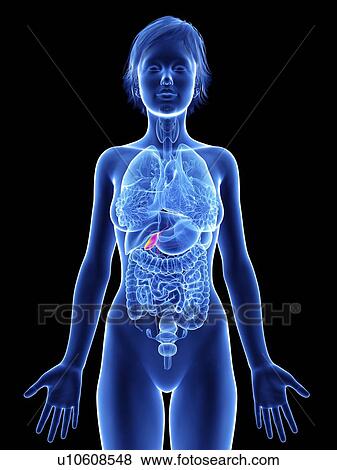 Illustration of a woman's gallbladder. View Large Photo Image Stock Photo - Illustration of a woman's gallbladder.. Fotosearch