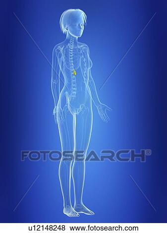 Illustration of a woman's gallbladder. View Large Photo Image Stock Photo - Illustration of a woman's gallbladder.. Fotosearch