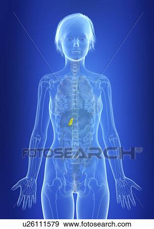 Illustration of a woman's gallbladder. View Large Photo Image Stock Photo - Illustration of a woman's gallbladder.. Fotosearch