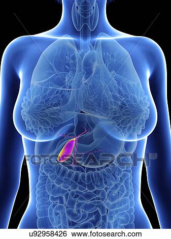 Stock Photograph - Illustration of a woman's gallbladder.. Fotosearch