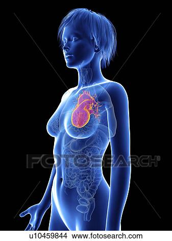 Picture - Illustration of a woman's heart.. Fotosearch