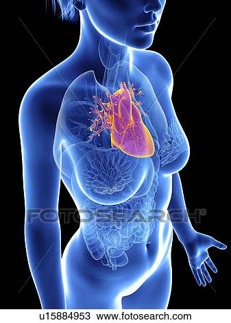 Stock Image - Illustration of a woman's heart.. Fotosearch