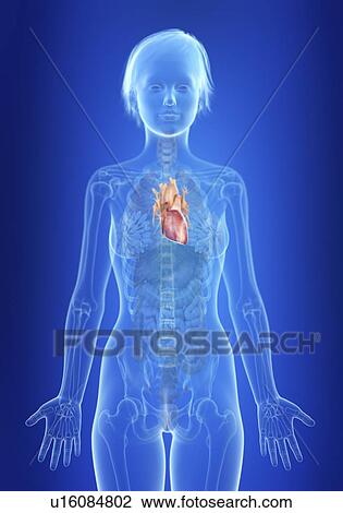 Stock Image - Illustration of a woman's heart.. Fotosearch