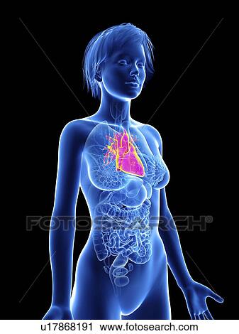 Stock Image - Illustration of a woman's heart.. Fotosearch
