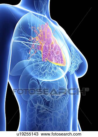 Stock Image - Illustration of a woman's heart.. Fotosearch