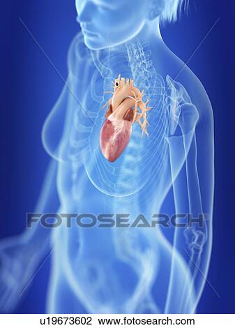 Stock Image - Illustration of a woman's heart.. Fotosearch