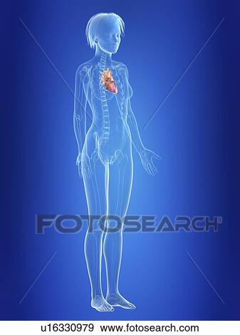 Stock Photo - Illustration of a woman's heart.. Fotosearch