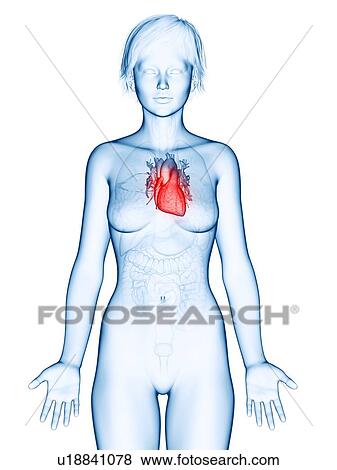 Stock Photo - Illustration of a woman's heart.. Fotosearch