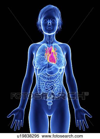 Stock Photography - Illustration of a woman's heart.. Fotosearch
