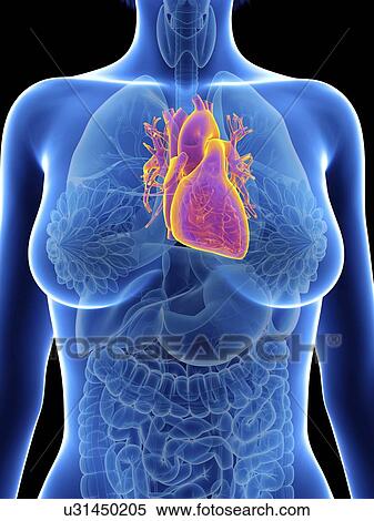 Stock Photography - Illustration of a woman's heart.. Fotosearch