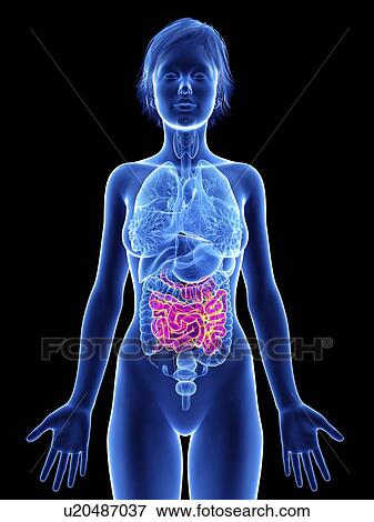 Stock Photo - Illustration of a woman's intestines.. Fotosearch