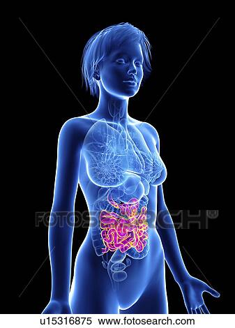 Stock Photography - Illustration of a woman's intestines.. Fotosearch
