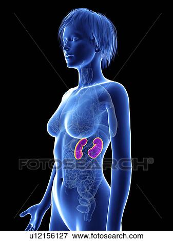Illustration of a woman's kidney. View Large Photo Image Stock Photo - Illustration of a woman's kidney.. Fotosearch
