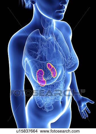 Picture - Illustration of a woman's kidneys.. Fotosearch