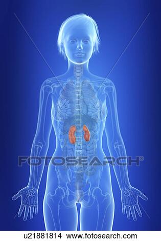 Picture - Illustration of a woman's kidneys.. Fotosearch