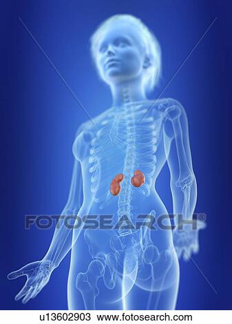 Stock Image - Illustration of a woman's kidneys.. Fotosearch