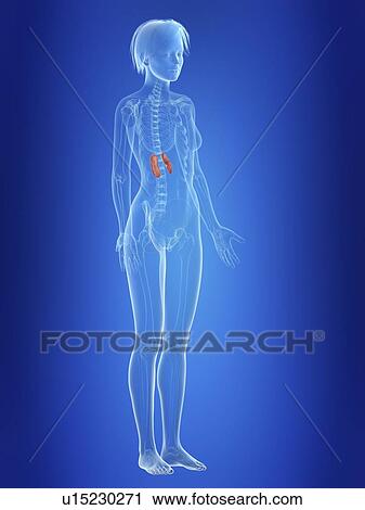 Illustration of a woman's kidneys. View Large Photo Image Stock Image - Illustration of a woman's kidneys.. Fotosearch