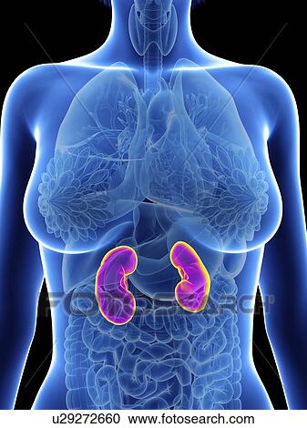 Stock Image - Illustration of a woman's kidneys.. Fotosearch