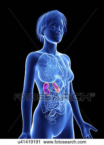 Stock Image - Illustration of a woman's kidneys.. Fotosearch