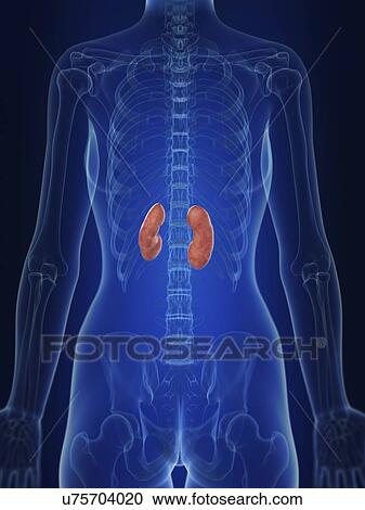 Stock Image - Illustration of a woman's kidneys.. Fotosearch