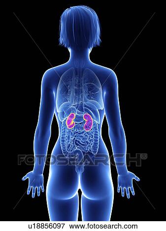 Illustration of a woman's kidneys. View Large Photo Image Stock Photo - Illustration of a woman's kidneys.. Fotosearch