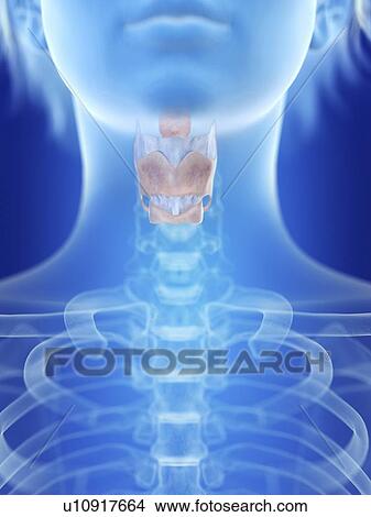 Picture - Illustration of a woman's larynx.. Fotosearch