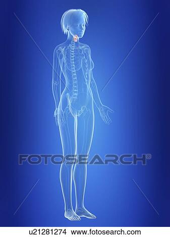 Illustration of a woman's larynx. View Large Photo Image Picture - Illustration of a woman's larynx.. Fotosearch