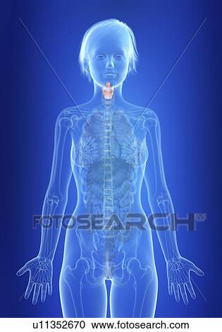 Stock Image - Illustration of a woman's larynx.. Fotosearch