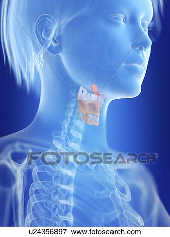 Stock Photo - Illustration of a woman's larynx.. Fotosearch