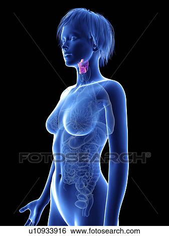 Illustration of a woman's larynx. View Large Photo Image Stock Photograph - Illustration of a woman's larynx.. Fotosearch