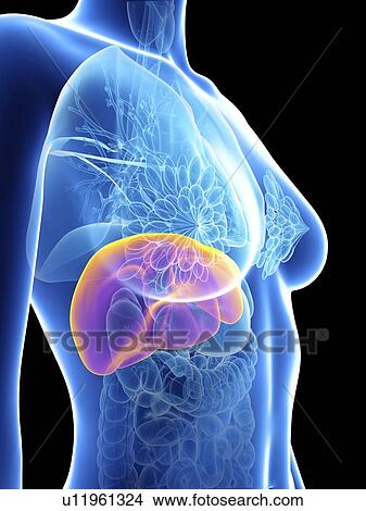 Picture - Illustration of a woman's liver.. Fotosearch