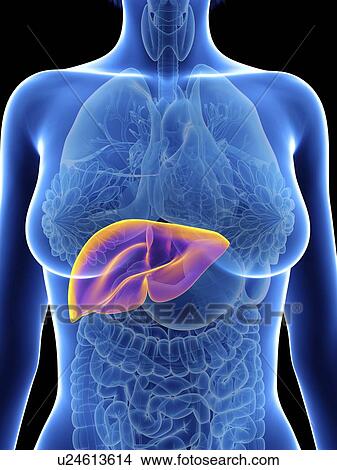 Picture - Illustration of a woman's liver.. Fotosearch