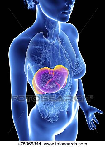 Picture - Illustration of a woman's liver.. Fotosearch