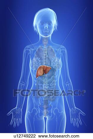 Stock Image - Illustration of a woman's liver.. Fotosearch
