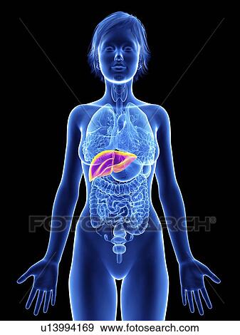 Stock Photo - Illustration of a woman's liver.. Fotosearch