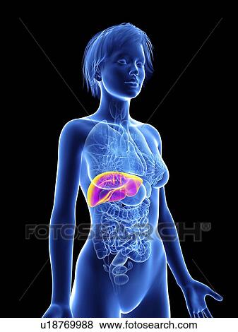Stock Photo - Illustration of a woman's liver.. Fotosearch