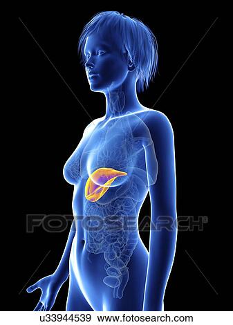 Stock Photo - Illustration of a woman's liver.. Fotosearch