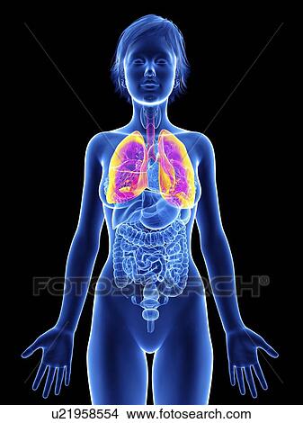 Picture - Illustration of a woman's lung.. Fotosearch