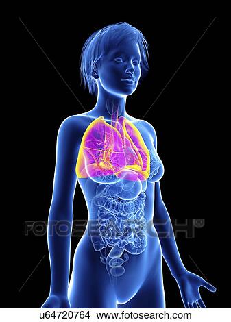 Picture - Illustration of a woman's lung.. Fotosearch