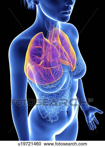 Stock Image - Illustration of a woman's lung.. Fotosearch