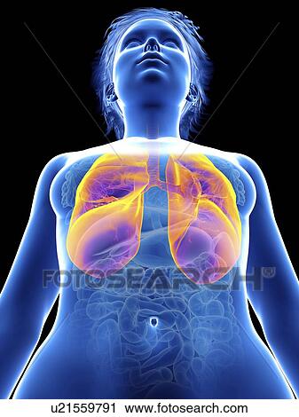 Illustration of a woman's lung. View Large Photo Image Stock Image - Illustration of a woman's lung.. Fotosearch