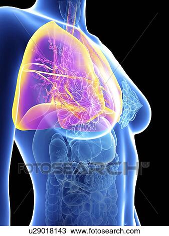 Stock Image - Illustration of a woman's lung.. Fotosearch