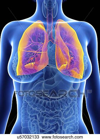 Illustration of a woman's lung. View Large Photo Image Stock Image - Illustration of a woman's lung.. Fotosearch