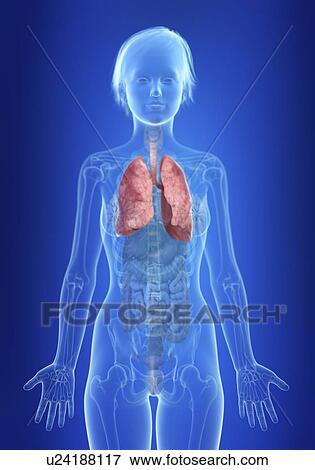 Stock Photo - Illustration of a woman's lung.. Fotosearch