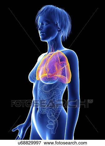 Illustration of a woman's lung. View Large Photo Image Stock Photo - Illustration of a woman's lung.. Fotosearch