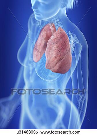 Stock Photography - Illustration of a woman's lung.. Fotosearch